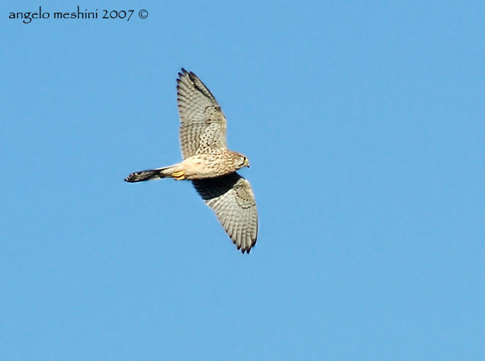Gheppio Falco tinnunculus